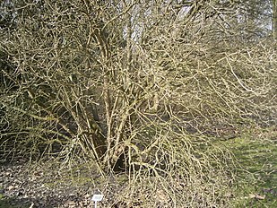 bush in winter