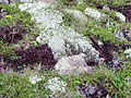 Cladonia (portentosa ?) sur une lande littorale