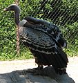 Rupell's Griffon Vulture