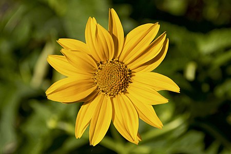 "Heliopsis_helianthoides_flower.jpg" by User:Lystopad