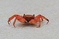 43 Lahad-Datu Sabah Mount-Silam-Red-Crab-Geosesarma-aurantium-02 uploaded by Cccefalon, nominated by Cccefalon