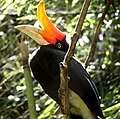 Rhinoceros Hornbill