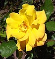 'Goldmarie'