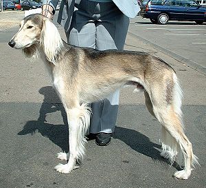 Saluki