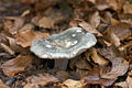 Russula virescens