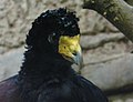 Black Curassow