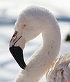 Chilean Flamingo