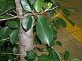 Smulkiavaisis fikusas (Ficus microcarpa)