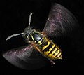 A flying Vespula vulgaris