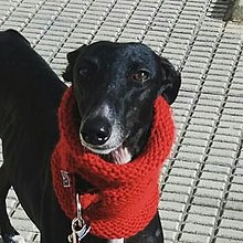 Precioso galgo con bufanda