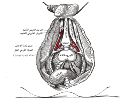 الفروع العميقة للشريان الفرجي الداخلي. (الغدة البصلية الإحليلية مشار إليها في منتصف الصورة إلى اليسار).