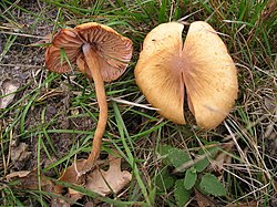 Lakuotoji lakabudė (Laccaria laccata)