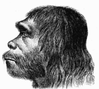 Neanderthal Man