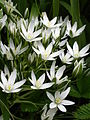 kobulasto ptičje mleko (Ornithogalum umbellatum)