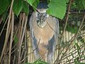 Boat Billed Heron