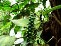 Pepper before ripening