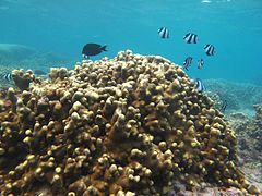 Porites cylindrica (Poritidae).