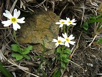 Primula macrocarpa