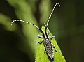 Agapanthia villosoviridescens