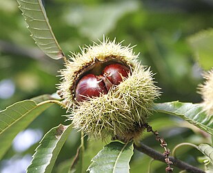 Des châtaignes dans leur bogue. Si l’Ardèche fournit près de la moitié de la production nationale française (où les châtaignes de qualité supérieure sont appelées « marrons ») avec des fruits disposant d’une appellation d’origine contrôlée, la Chine produit à elle seule près de 70 % des châtaignes dans le monde. (définition réelle 1 600 × 1 303)