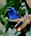 * Nomination Ultramarine Grosbeak. --Quartl 09:17, 4 August 2010 (UTC) * Promotion Promotion --M0tty 12:40, 9 August 2010 (UTC)