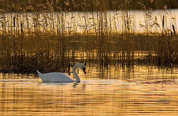 Un cygne tuberculé (Cygnus olor) dans son habitat naturel au lever du soleil. Photo prise à Vanhankaupunginlahti, près d’Helsinki (Finlande). Ce lieu est inscrit sur la Liste de Ramsar des « zones humides d’importance internationale». (définition réelle 2 585 × 1 688)