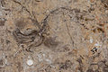 Crinoid at the São Bento Jurassic Beach site