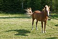 * Nomination Fly control. --Pitke 13:10, 27 July 2010 (UTC) * Decline Nice image, but bad overall lighting with blown lights on muzzle and hooves. --Quartl 07:26, 5 August 2010 (UTC)