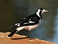 * Nomination Magpie-lark. --99of9 04:16, 17 August 2010 (UTC) * Promotion Good. --Cayambe 17:05, 17 August 2010 (UTC)