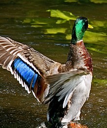 Mallard speculum.jpg