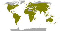       Oilaning geografik tarqalishi