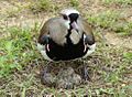 Nesting V. c. lampronotus threatening photographer. Note spurs protruding from wrists.