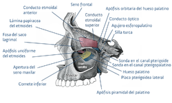 Plano sagital (vista lateral).