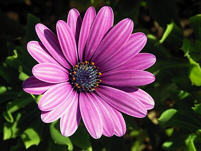 Osteospermum ecklonis (Cape Marguerite)