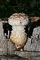 Pholiota populnea