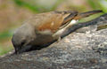 Adult at a feeder in Kenya