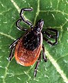 A tick (deer tick)