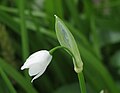 Allium paradoxum