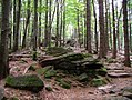 Nationalpark Bayerischer Wald