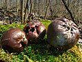 Tumbling puffballs