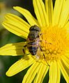 73 Eristalinus June 2014-1 uploaded by Alvesgaspar, nominated by Alvesgaspar