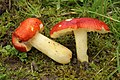 Russula aurea