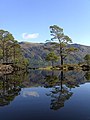 Image 11Eilean Ruairidh Mòr, one of many forested islands in Loch Maree Credit: Jerry Sharp