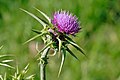 Milk thistle flowerhead