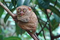 Philipinakunapi kawsaq ñawisapa k'usillu (Tarsius syrichta)