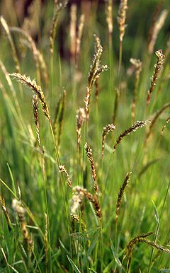 Kvapnioji gardūnytė (Anthoxanthum odoratum)