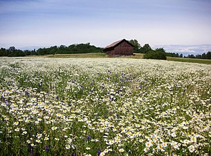 Kulturlandskapet på Björkö