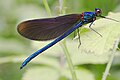 ♂ Calopteryx virgo (Beautiful Demoiselle)