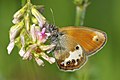 1 Coenonympha arcania LC0349 uploaded by LC-de, nominated by LC-de