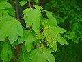 Leaves and inflorescence